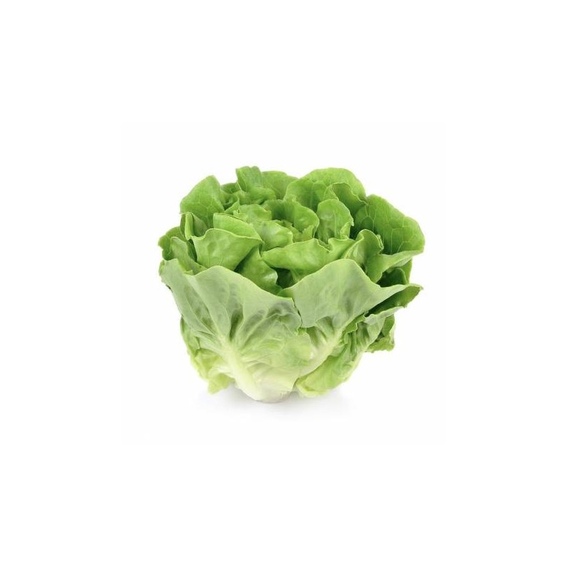 LATTUGA 1 Cassetta