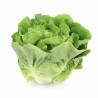 LATTUGA 1 Cassetta