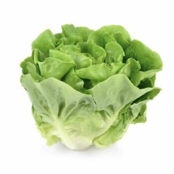 LATTUGA  500 Gr