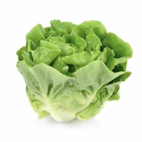 LATTUGA  500 Gr