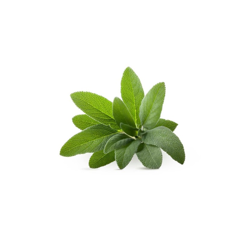 SALVIA 100 Gr